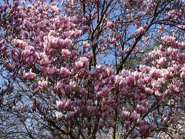 Magnolien-/Tulpenbaum-Blüte im Wiener Kongresspark