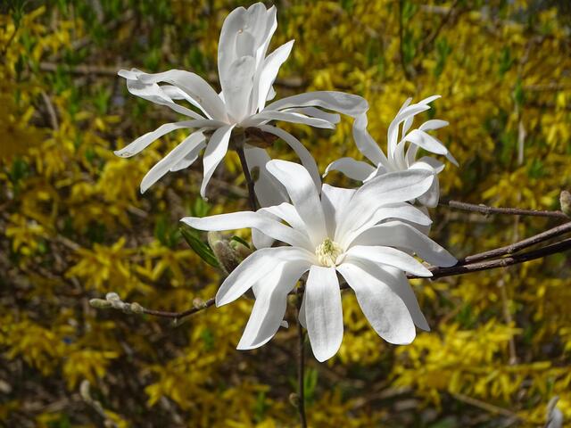 Stern-Magnolien im Wiener Kongresspark