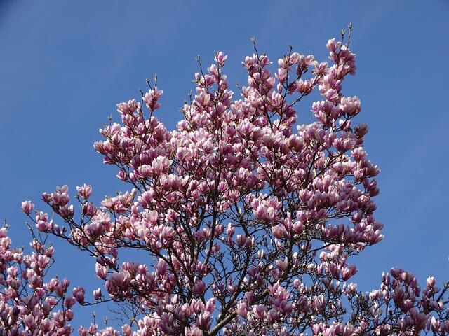 Magnolien-/Tulpenbaum-Blüte im Wiener Kongresspark