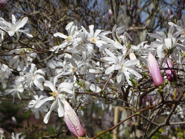 Stern-Magnolien im Wiener Kongresspark