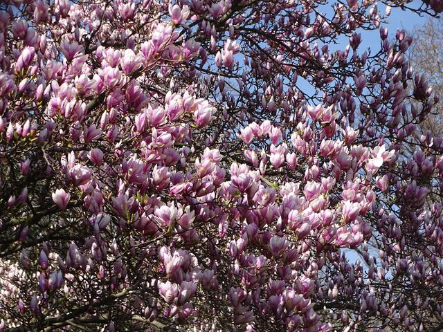 Magnolien-/Tulpenbaum-Blüte im Wiener Kongresspark