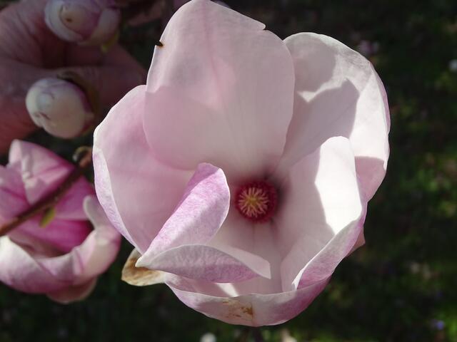 Magnolien-/Tulpenbaum-Blüte im Wiener Kongresspark