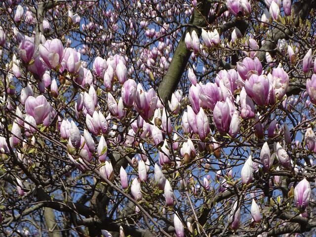 Magnolien-/Tulpenbaum-Blüte im Wiener Kongresspark