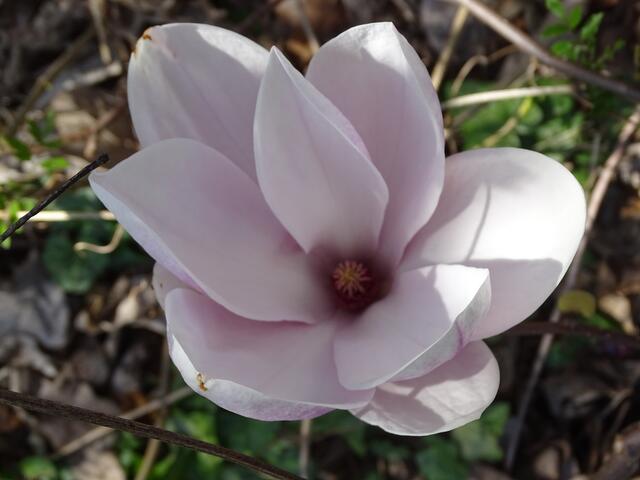 Magnolien-/Tulpenbaum-Blüte im Wiener Kongresspark