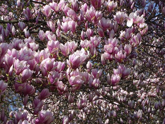 Magnolien-/Tulpenbaum-Blüte im Wiener Kongresspark