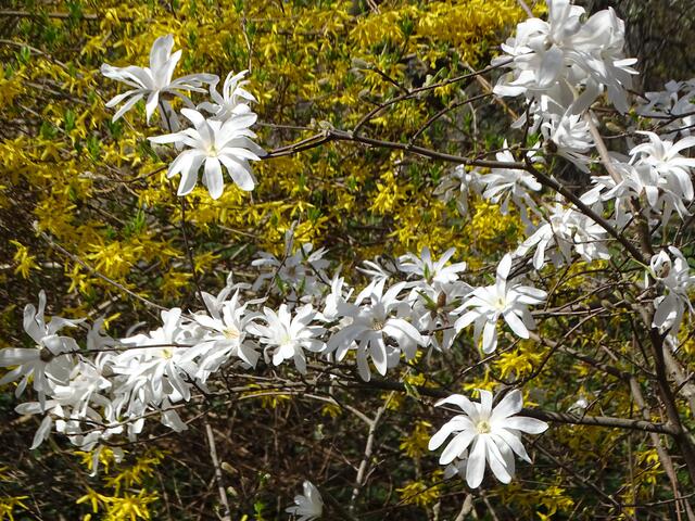 Stern-Magnolien im Wiener Kongresspark