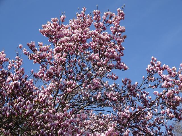 Magnolien-/Tulpenbaum-Blüte im Wiener Kongresspark