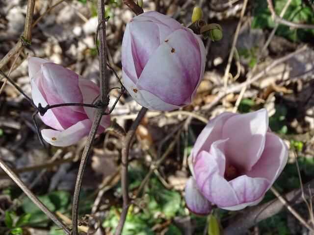 Magnolien-/Tulpenbaum-Blüte im Wiener Kongresspark