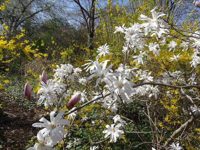 Stern-Magnolien im Wiener Kongresspark