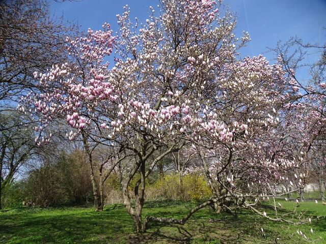 Magnolien-/Tulpenbaum-Blüte im Wiener Kongresspark