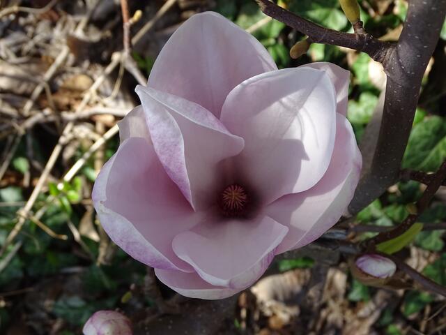 Magnolien-/Tulpenbaum-Blüte im Wiener Kongresspark