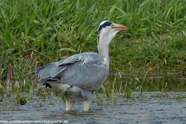 Und weg ist der Fisch