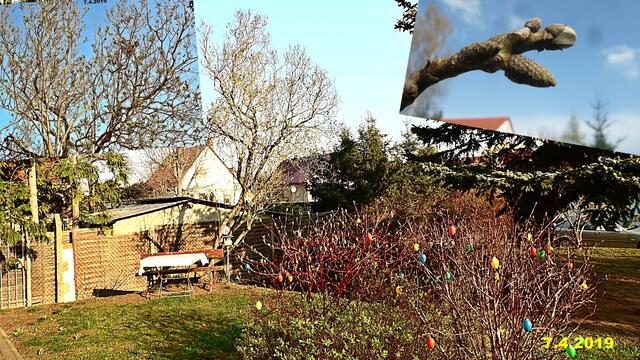 14  7.4.2019 - Sonntagsbilder - Fliederbaum (14) ! Temp: 5:28 / 3,1°C plus und 11:01 plus 15,9°C / in der Sonne 31,9°C / Es werden Höchsttemperaturen von 18° (gefühlt: 19°) und schwacher Wind (15 km/h) aus Ost mit frischen Böen (35 km/h) erwartet. Es kommt zu Niederschlagsmengen von 0 l/m², die Niederschlagswahrscheinlichkeit beträgt 12%, die Sonne scheint 10 Stunden.