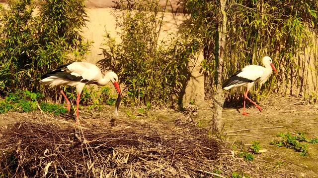 8. April 2019. Erlebnis-Zoo Hannover. Fahrt auf dem Sambesi.