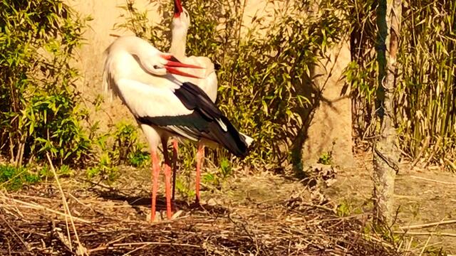 8. April 2019. Erlebnis-Zoo Hannover. Fahrt auf dem Sambesi.