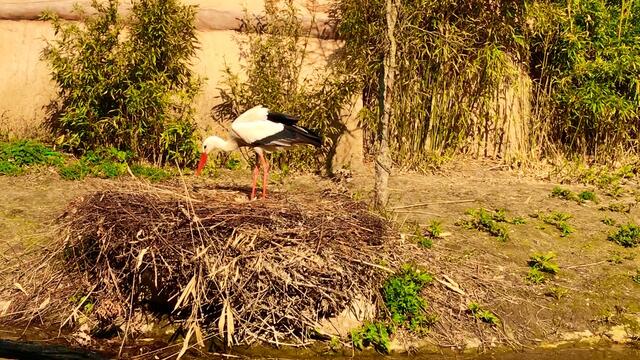 8. April 2019. Erlebnis-Zoo Hannover. Fahrt auf dem Sambesi.