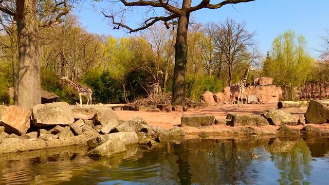8. April 2019. Erlebnis-Zoo Hannover. Fahrt auf dem Sambesi.