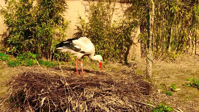 8. April 2019. Erlebnis-Zoo Hannover. Fahrt auf dem Sambesi.