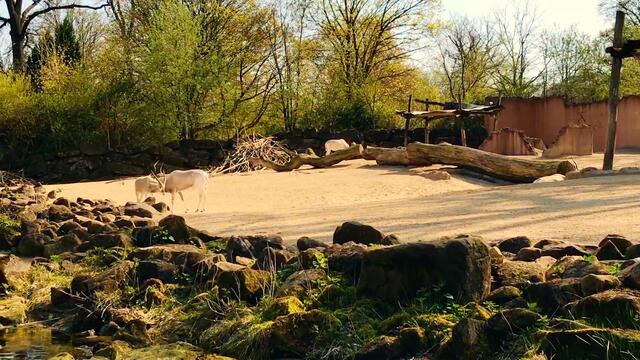 8. April 2019. Erlebnis-Zoo Hannover. Fahrt auf dem Sambesi.