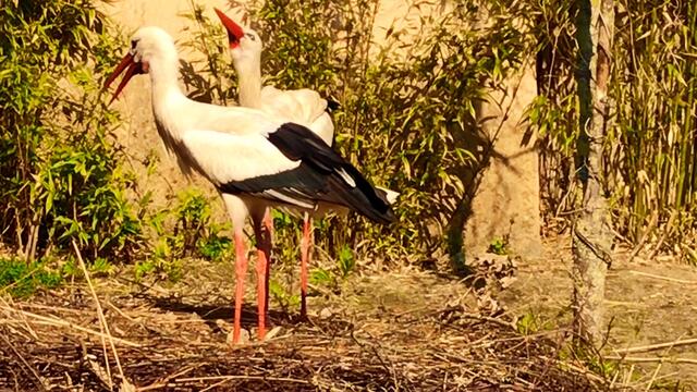 8. April 2019. Erlebnis-Zoo Hannover. Fahrt auf dem Sambesi.