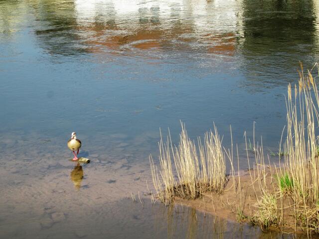 Unter ihr versucht die Gans am 07.04.2019 ein Fußbad.