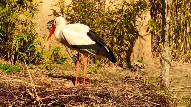 8. April 2019. Erlebnis-Zoo Hannover. Fahrt auf dem Sambesi.