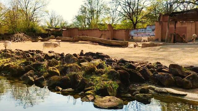 8. April 2019. Erlebnis-Zoo Hannover. Fahrt auf dem Sambesi.
