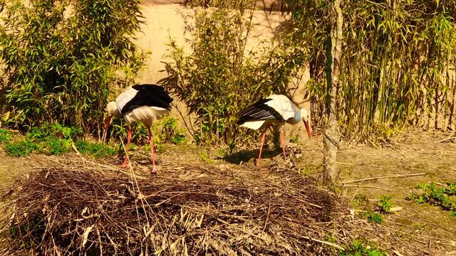8. April 2019. Erlebnis-Zoo Hannover. Fahrt auf dem Sambesi.