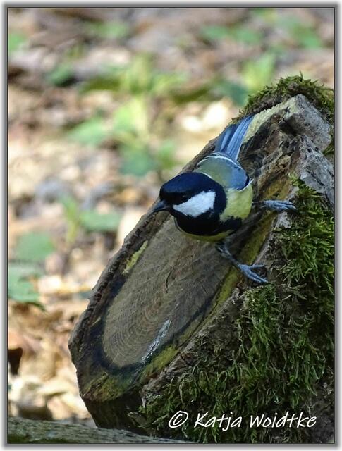 Kohlmeise (Parus major) auf Nahrungssuche im Eichenpark Langenhagen (Foto: Katja Woidtke)