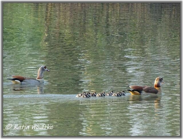 Nilgänse mit Nachwuchs auf den Teichen im Eichenpark Langenhagen (Foto: Katja Woidtke)