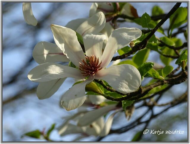 Noch können die Blüten der Garten-Magnolie im Eichenpark Langenhagen bewundert werden - also nix wie hin! (Foto: Katja Woidtke)