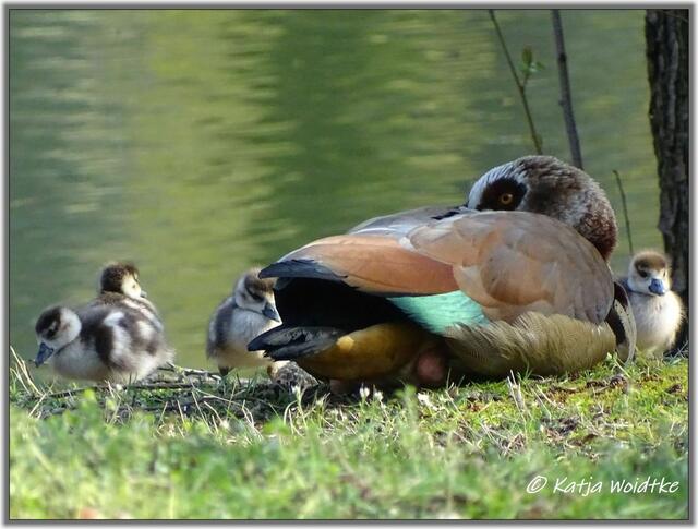 Nilgans mit ihrem Nachwuchs an den Teichen im Eichenpark Langenhagen (Foto: Katja Woidtke)
