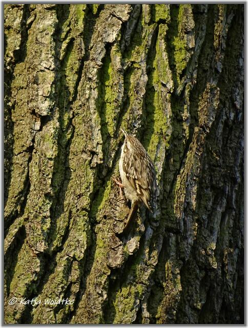 Gut getarnt - Baumläufer (Certhiidae) im Eichenpark Langenhagen (Foto: Katja Woidtke)