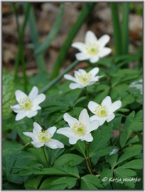 Buschwindröschen (Anemone nemorosa) verwandeln den Eichenpark in Langenhagen im Frühling in ein weißes Blütenmeer (Foto: Katja Woidtke)