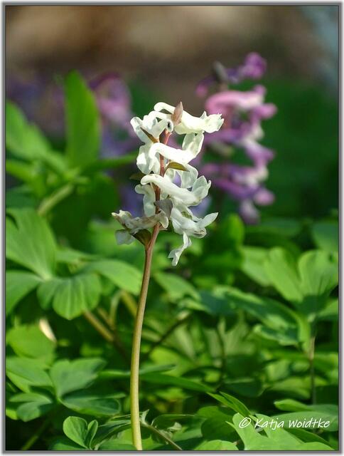 Hohler Lerchensporn (Corydalis cava) im Eichenpark Langenhagen (Foto: Katja Woidtke)