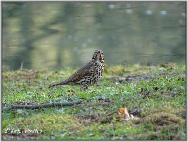 Die Singdrossel (Turdus philomelos) macht ihrem Namen alle Ehre (Foto: Katja Woidtke)
