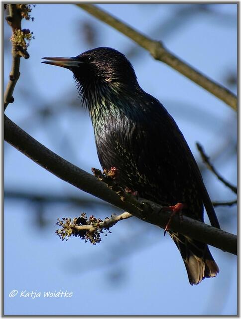Ein Star (Sturnus vulgaris) schillert in der Frühlingssonne (Foto: Katja Woidtke)