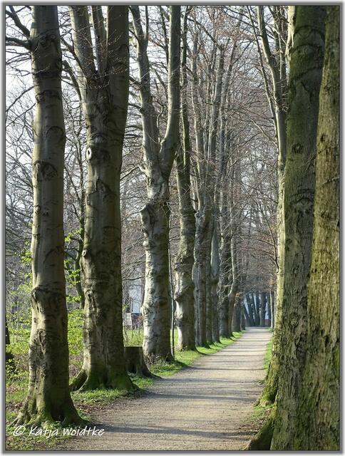 Blutbuchenallee im Frühling - Eichenpark Langenhagen (Foto: Katja Woidtke)