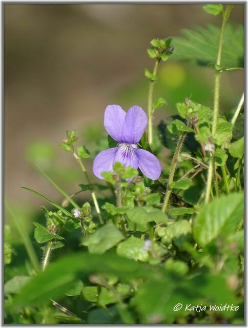 Veilchen (Viola) im Eichenpark Langenhagen (Foto: Katja Woidtke)