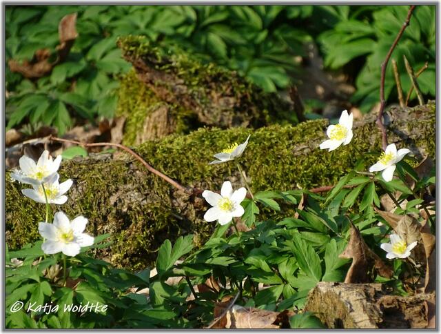 Buschwindröschen verwandeln den Eichenpark in ein Meer aus zarten, weißen Blüten (Foto: Katja Woidtke)