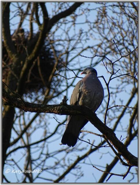 Ringeltaube (Columba palumbus) unter den Nestern der Krähenkolonie im Eichenpark Langenhagen (Foto: Katja Woidtke)