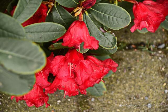 Japanische Azalee Rhododendron x obtusum 'Maruschka'...