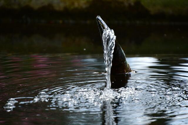 Wasserblasen....