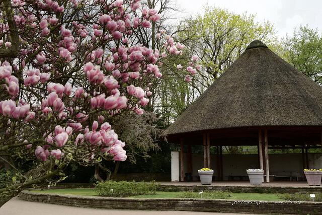 Magnolienbaum mit Pavillon...