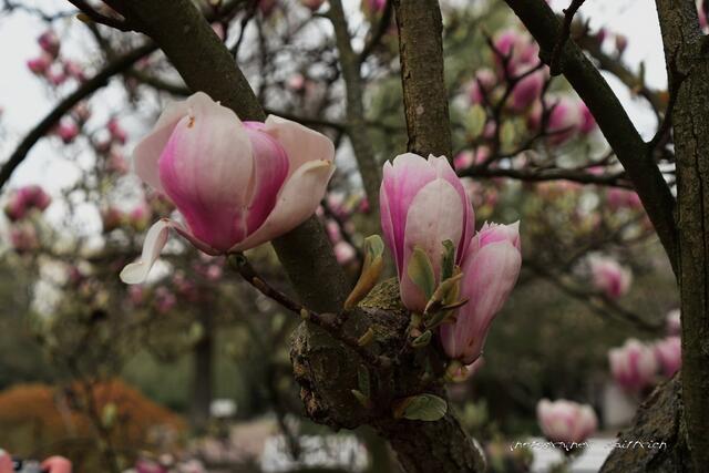 Magnolienblüten...
