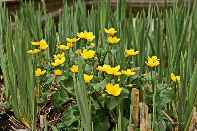 Sumpfdotterblumen.....