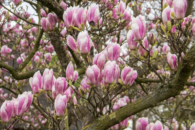 Magnolienpracht