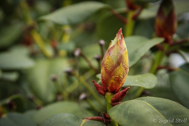 Rhododendronknospe