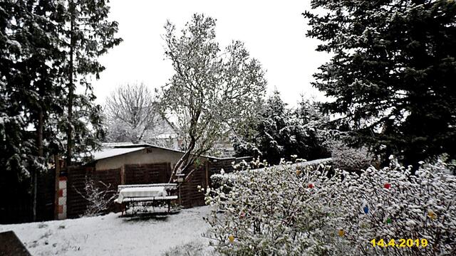 15  14.4.2019 - Sonntagsbilder - Fliederbaum (15) ! Temp: 5:28 / 0,1°C plus und 10:01 plus 5,9°C / Es werden Höchsttemperaturen von 6° (gefühlt: 3°) und schwacher Wind (13 km/h) aus Nordost mit frischen Böen (31 km/h) erwartet. Es kommt zu Niederschlagsmengen von 1 - 3 l/m², die Niederschlagswahrscheinlichkeit beträgt 84%, die Sonne scheint 0,5 Stunden.