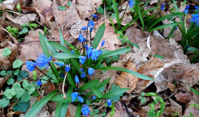 Scillablüte im Stadtpark